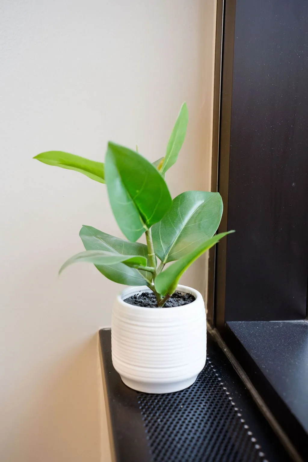 A potted plant on a windowsill